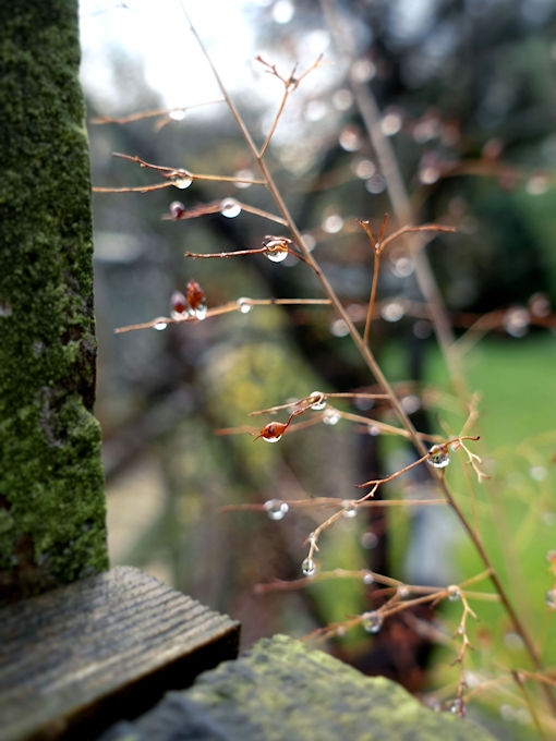 raindrops on a plant seed head
