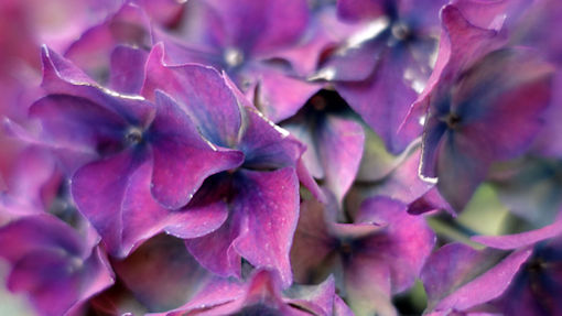 A hydrangea head in pinks and purples