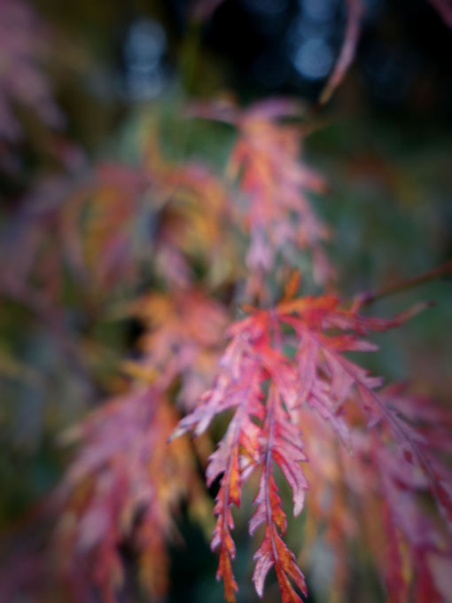 An autumn acer maple tree leaf in beautiful warm coral colours