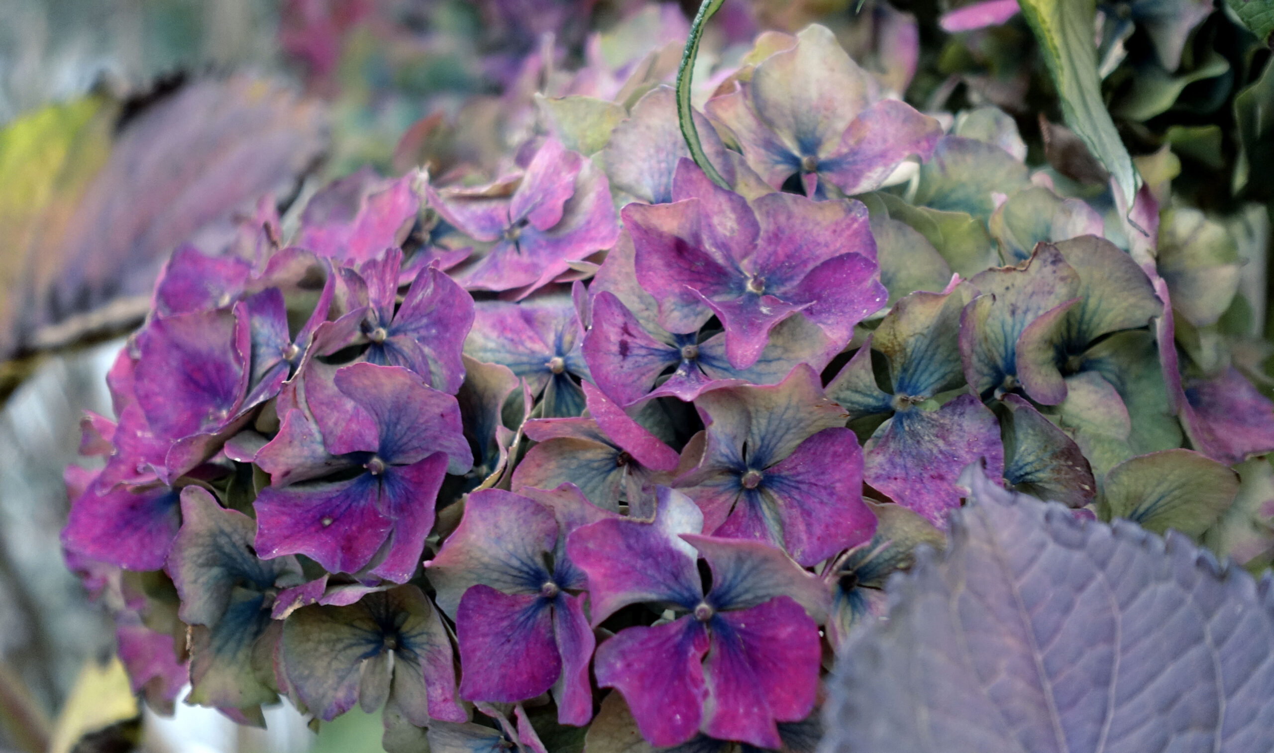 Hydrangea starting to fade