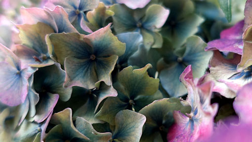 Hydrangea with colour evaporated