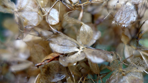 Hydrangea with colour all gone and just fine skeletons left