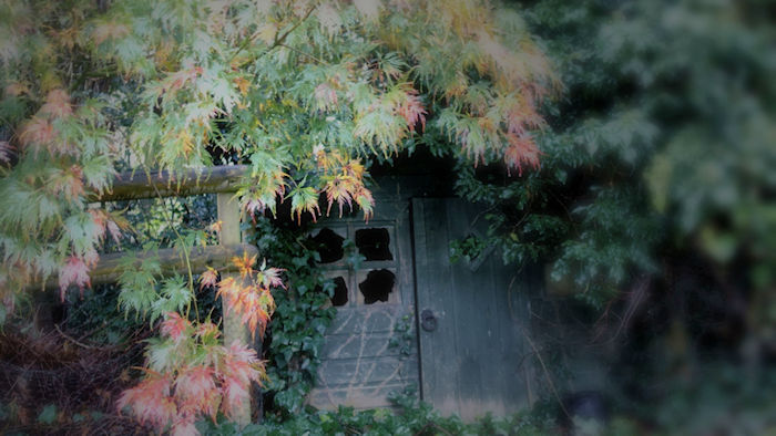A little wooden house at the bottom of the garden under the maple tree which is slowly decaying