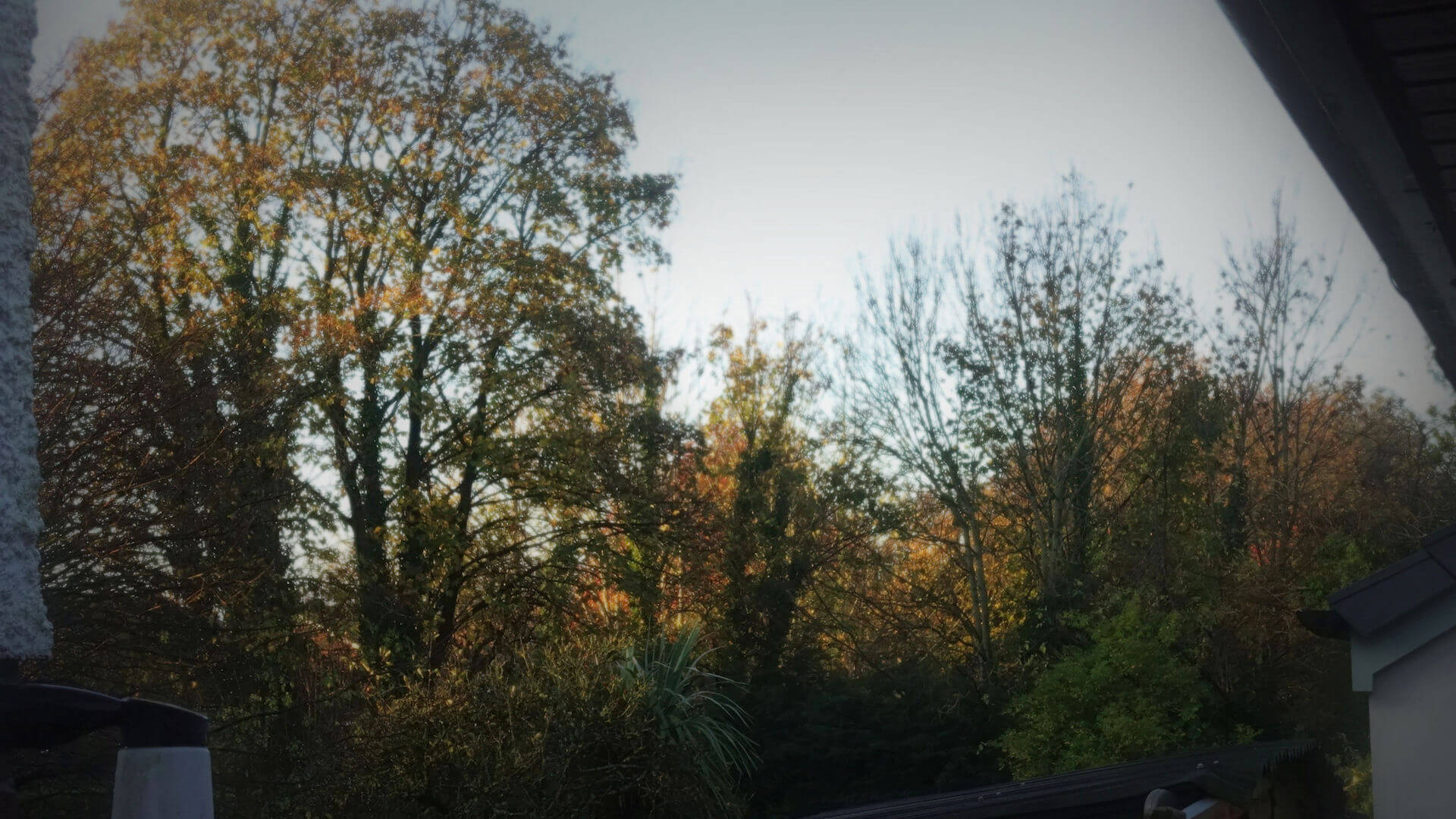 A 'wabi sabi' view outside my back door early morning with first rays of sun